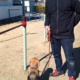 先生の通信教育　～ハードル～の画像