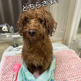 おうちシャンプーの画像