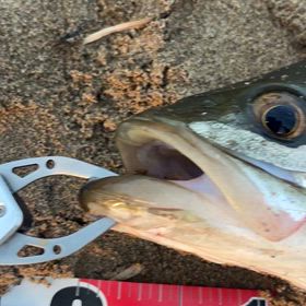 シーバスの画像