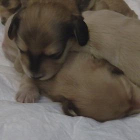 懐かしい動画の画像