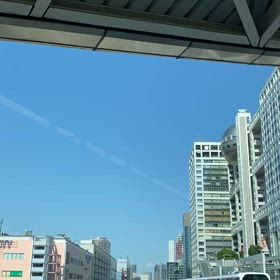 春のゆりかもめの画像