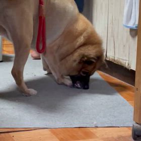 マロさんの戦い　動画ありの画像