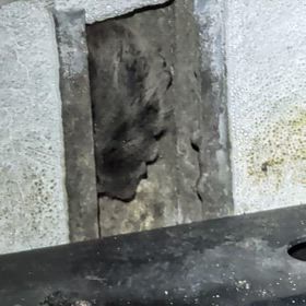 岡山市　コウモリ駆除の画像