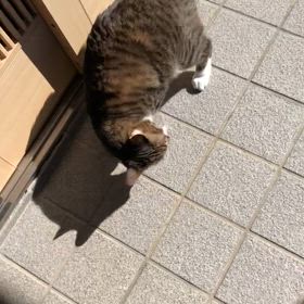 楽しかったにゃあの思い出。長期外泊の帰宅後は体が動くのか？の画像