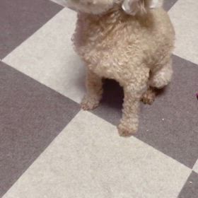 えいえいおー！の画像