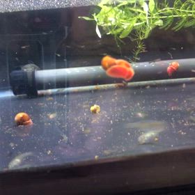 たなごの人工授精の画像