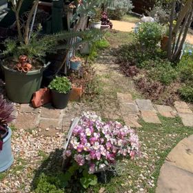 お花見さんぽの画像