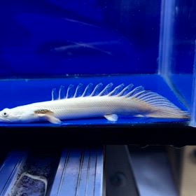 関東のお客様に極上蜃気楼ご成約頂きました！これぞレイスの魚！の画像