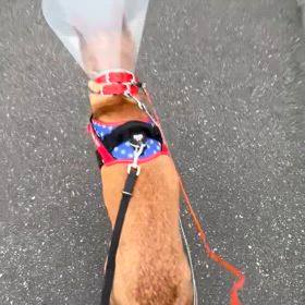 3/15 ミクちゃん140歩の旅＆添い寝する犬の画像