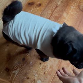 【保護犬　黒パグ】とーっても元気　少ししたら散歩再開の画像