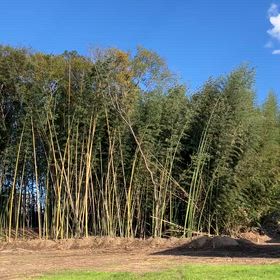 みたまんま。の画像