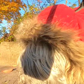 紅葉と朝散歩の画像