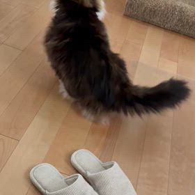 芸をする猫の画像