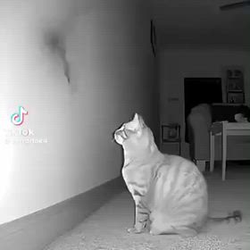 #幽霊と戦う猫の画像