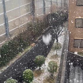 雪！の画像