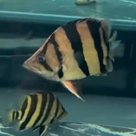 過去最高額！500万の魚買い付け！世界に誇る極上魚！の画像