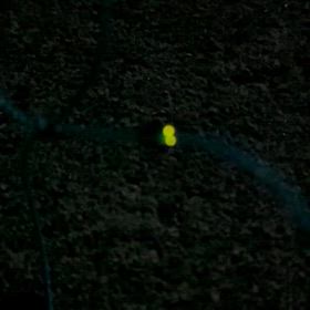 ホタル★の画像