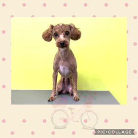 DOGXDOG ラテくんの画像