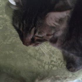 ❥ゴロウくん❥の画像