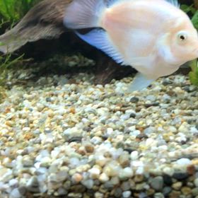 パロットフィッシュ一家の画像