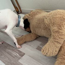 ヒトもイヌも家の中での画像