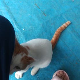 ちびネコの 最近の様子の画像