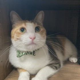 暑さに負けるな！うちの子最強3️⃣の画像