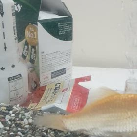 あれやれ、これやれ……の画像