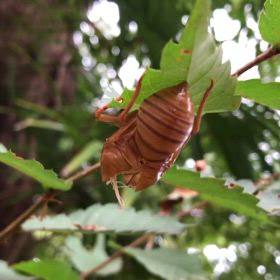 チワワのぷぅU^ェ^Uちゃんの画像