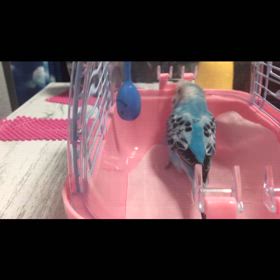 寝起きのおしゃべりももちゃん^ ̳ට ̫ ට ̳^の画像