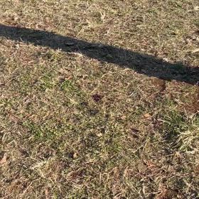 アデル日記8日目の画像