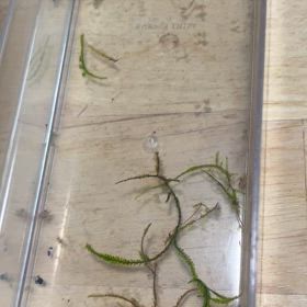 メダカ　成長日記の画像