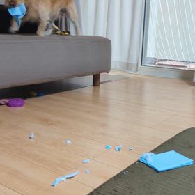 今日もイタズラの画像