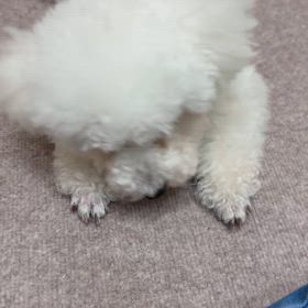 獅子舞ニコ（爆笑）の画像