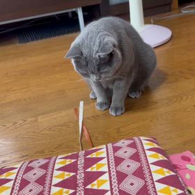 ブリティッシュ　ショートヘアーの画像