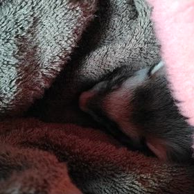 寝起きは良い方だの画像