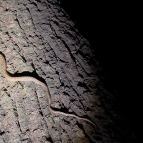 垂直なクヌギの樹皮を登るアオダイショウのベビーの画像