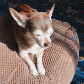 春眠暁を覚えず【チワワの巻】その②の画像