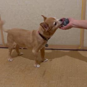 久々のワンコタクシー！！の画像