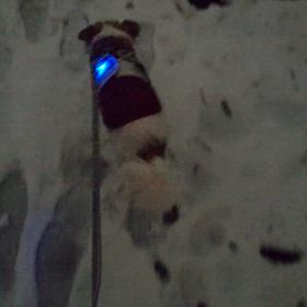 愛犬と雪道をお散歩の画像