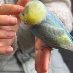 肝心なところが上がらなかったからもう一回！！の画像