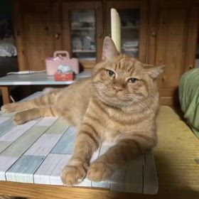 何これ？の画像