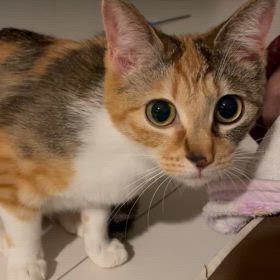 どうなってんだいの画像