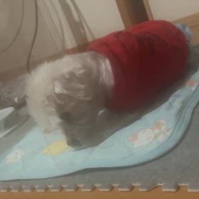 暇暇なチー太の画像