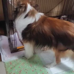 今日もげんきの画像