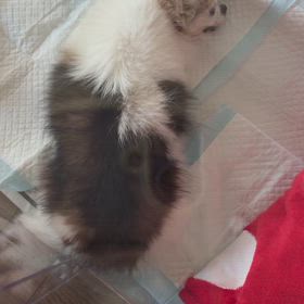 わが家のわんこの画像