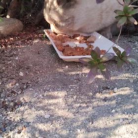 とても上品な女の子。の画像