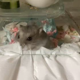 ハムスターも猫のようですの画像