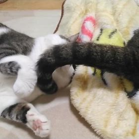 しっぽでペしぺしの画像