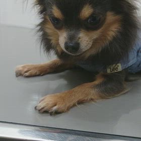 脱臼しちゃいました  病院へ…の画像